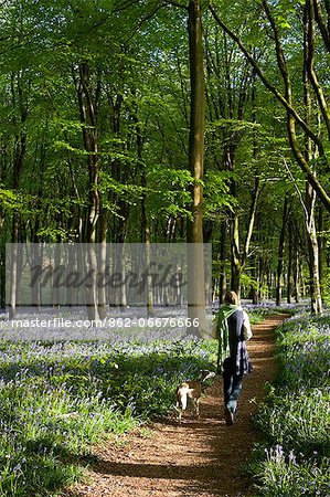 UK, Wiltshire. A young woman walks through the bluebell woods in Wiltshire with her dog.