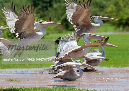 Pink-backed Pelicans take off from the flooded banks of the Omo River, Ethiopia