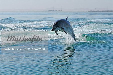 Africa, Namibia, Walvis Bay, Dolphins in the harbour