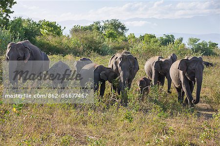 Elephants in Udawalawe National Park, Sri Lanka