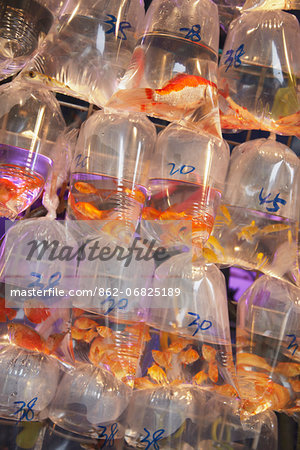 Tropical fish at pet shop, Mongkok, Hong Kong, China Tropical fish at pet shop, Mongkok, Hong Kong, China