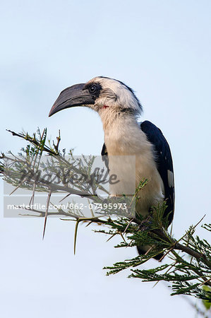 Kenya, Tsavo West National Park, Ngulia. A female Von der Decken s Hornbill.