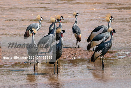 Kenya, Samburu National Reserve, Samburu County. A flock of attractive Grey Crowned Cranes in the shallow waters of the Uaso Nyiru river. Kenya, Samburu National Reserve, Samburu County. A flock of attractive Grey Crowned Cranes in the shallow waters of the Uaso Nyiru river.