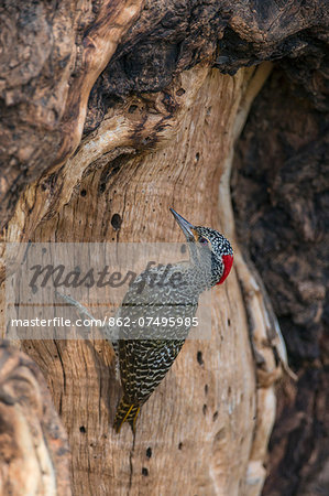 Kenya, Samburu National Reserve, Samburu County. A Cardinal Woodpecker. Kenya, Samburu National Reserve, Samburu County. A Cardinal Woodpecker.