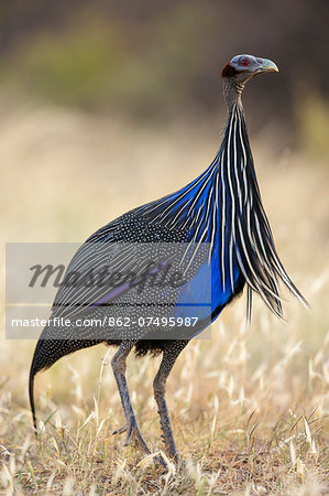 Kenya, Samburu National Reserve, Samburu County. An elegant Vulturine Guineafowl. Kenya, Samburu National Reserve, Samburu County. An elegant Vulturine Guineafowl.