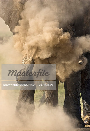 Kenya, Masai Mara, Narok County. A bull elephant dust bathing after wallowing in mud during the middle of the day. Elephants suck up fine powdery dust in their trunks and then blast it over their skin to protect it.