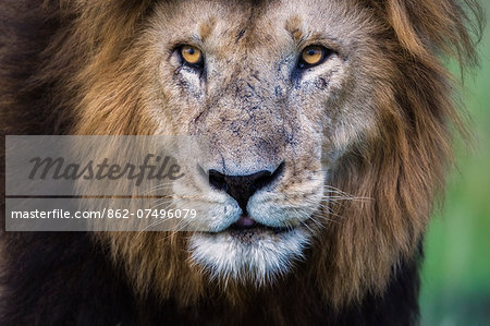 Kenya, Masai Mara, Narok County. A pride male watching other members of his pride on the move early in the morning.