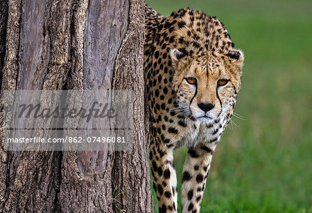 Kenya, Masai Mara, Narok County. One of a coaltion of 3 territorial cheetah brothers marking a Balananites tree and cheking for scent left by other cheetahs in their area.