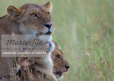 Kenya, Masai Mara, Narok County. A lioness alert in long red oat grass while being greeted by a five month old cub.