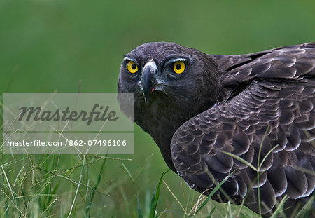 Kenya, Masai Mara, Narok County. Martial Eagle that had just killed an Egyptian Goose. This is the largest African eagle.