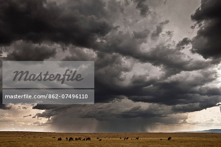 Kenya, Masai Mara, Narok County. Thunder storm over the Mara plains with wildebeest feeding. Late dry season in early October.