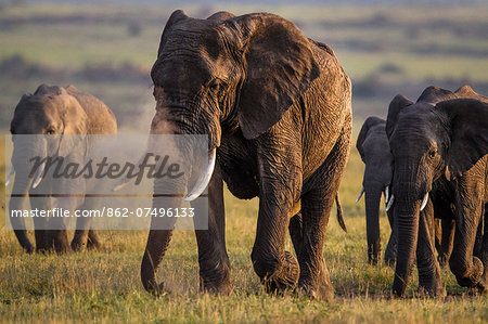 Kenya, Masai Mara, Musiara Marsh, Narok County. A herd of elephants walking towards the marsh having fed during the night on higher ground. Large bull in the foreground. Kenya, Masai Mara, Musiara Marsh, Narok County. A herd of elephants walking towards the marsh having fed during the night on higher ground. Large bull in the foreground.