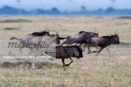 Kenya, Masai Mara, Narok County. One of a coalition of three male cheetahs hunting wildebeest during the dry season. The male has snagged the wildebeest calf using its razor sharp dew claw heloing to anchor it and to pull it to a halt.
