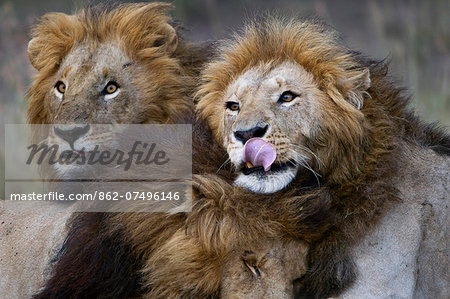 Kenya, Masai Mara, Narok County. Three adult male lions investigating a buffalo dropping which one of them had rolled in.