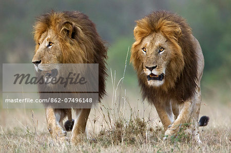 Kenya, Masai Mara, Narok County. Two male lions alert to the movements of female members of their pride. They are patrolling their territory and stopping from time to time to scent mark to signify ownership.