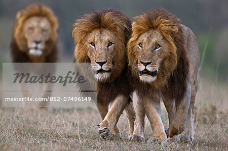 Kenya, Masai Mara, Narok County. Three male lions patrolliing their territory early in the morning.