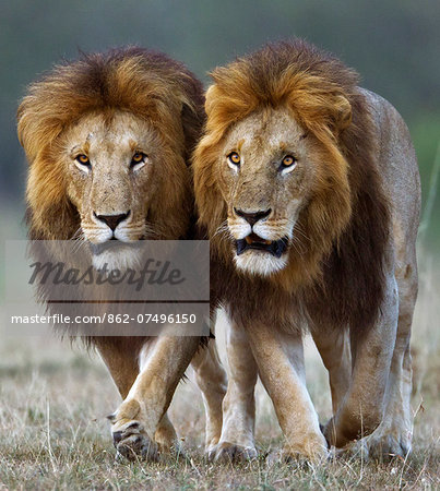 Kenya, Masai Mara, Narok County. Two adult male lions patrolling their territory. Kenya, Masai Mara, Narok County. Two adult male lions patrolling their territory.