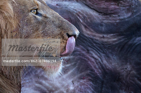 Kenya, Masai Mara, Narok County. A male lion feeding on a buffalo carcass. Kenya, Masai Mara, Narok County. A male lion feeding on a buffalo carcass.