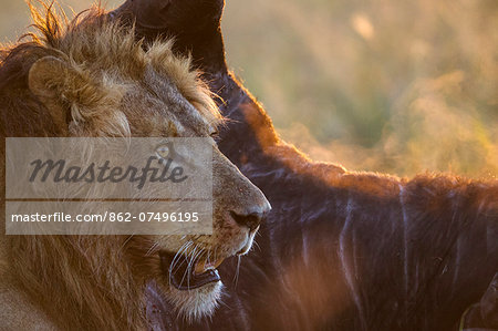 Kenya, Masai Mara, Narok County. A male lion defending a buffalo kill from vultures at dawn. Kenya, Masai Mara, Narok County. A male lion defending a buffalo kill from vultures at dawn.