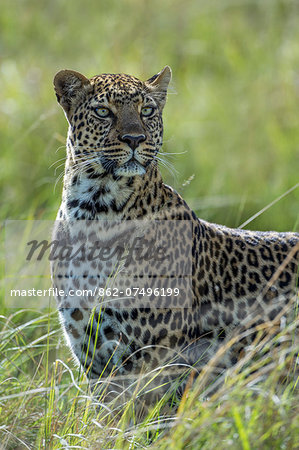 Kenya, Masai Mara, Narok County. A female leopard stands alert near to the tree where she has stashed her kill, and her cub is feeding. She is watchful for lions and hyenas.