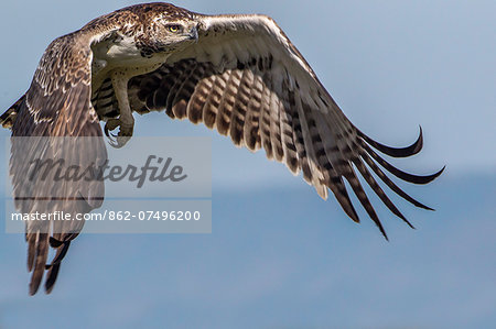 Kenya, Masai Mara, Narok County. Immature Martial Eagle.