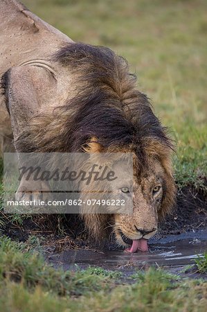 Kenya, Masai Mara, Narok County. A pride male pauses to drink on his way to cover after feeding on a kill. Kenya, Masai Mara, Narok County. A pride male pauses to drink on his way to cover after feeding on a kill.