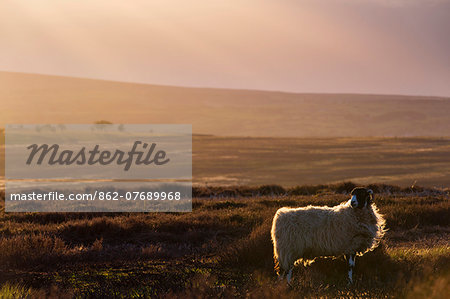 United Kingdom, England, North Yorkshire, Goathland. A sheep on the Moors near Goathland.