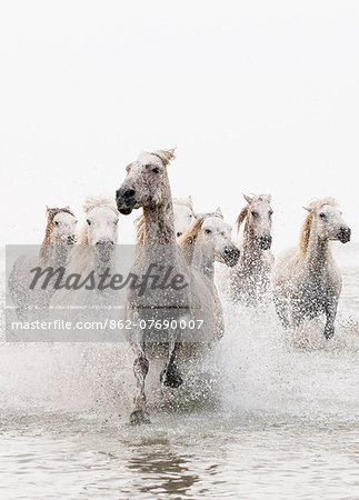 Camargue white horses galloping through water, Camargue, France