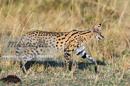 Kenya, Masai Mara, Narok County. A Serval Cat on the prowl for prey on the plains of Masai Mara National Reserve.