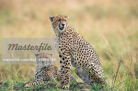 Kenya, Masai Mara, Narok County. Cheetahs look for potential prey from a termite mound in Masai Mara National Reserve.