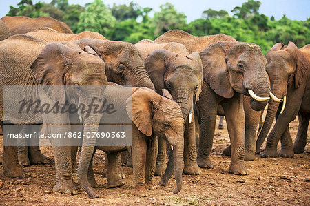 Kenya, Nyeri County, Aberdare National Park. A herd of African elephants at a saltlick in the Aberdare National Park.