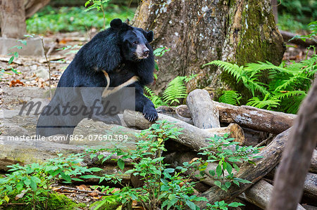 Laos, Kuang Si, Luang Prabang Province. An Asiatic Black Bear in the Tat Kuang Si rescue centre near Luang Prabang. Most of the bears in the centre were confiscated by the Lao Government from illegal poachers.