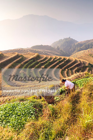 Longsheng (Longji or Dragon's backbone) rice terraces near Guilin, Guanxi, China. Woman of Zhuang etnicity working in the fields (MR)