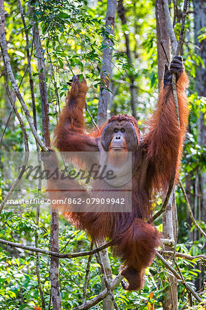 Indonesia, Central Kalimatan, Tanjung Puting National Park. A large male Bornean Orangutan with distinctive cheek pads hanging in a tree. Indonesia, Central Kalimatan, Tanjung Puting National Park. A large male Bornean Orangutan with distinctive cheek pads hanging in a tree.