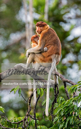 Indonesia, Central Kalimatan, Tanjung Puting National Park. A female proboscis monkey suckles her baby.