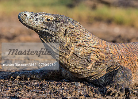Indonesia, Loh Buaya, Rinca Island. Basking in the early morning sun, a Komodo Dragon shows evidence of an old fight with another dragon.  The saliva of these giant lizards is poisonous.