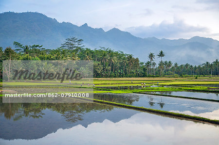 Indonesia, Java, Borobudur. Farmers working in their rice paddies with the Menoreh mountain range in the background.