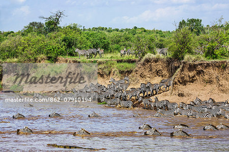 Kenya, Narok County, Masai Mara National Reserve. Zebras swim across the Mara River as Nile crocodiles lie in wait to grab the weakest.