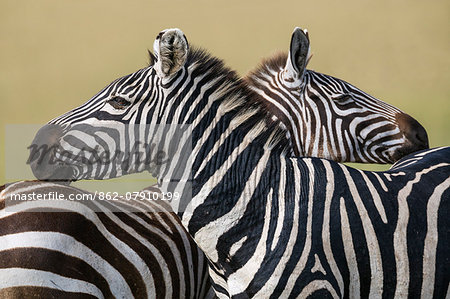 Kenya, Narok County, Masai Mara National Reserve. Two Zebras rest their muzzles on each other s backs.