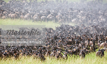 Kenya, Narok County, Masai Mara National Reserve. Long columns of Wildebeest cross the grassy plains of Masai Mara during the annual migration of these antelopes.