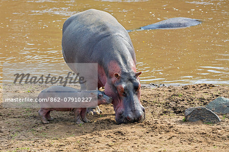 Kenya, Narok County, Masai Mara National Reserve. A Hippo and its baby on the banks of the Mara River.