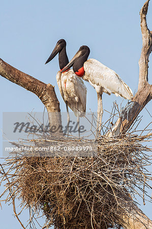 Brazil, Pantanal, Mato Grosso do Sul. A pair of Jabiru Storks on their nest.