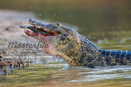 Brazil, Pantanal, Mato Grosso do Sul.  A Yacare Caiman devours an armoured catfish in the Cuiaba River.