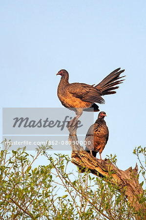 Brazil, Pantanal, Mato Grosso do Sul. A pair of roosting Chaco Chacalacas.