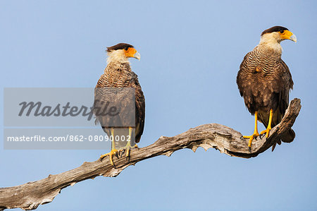 Brazil, Pantanal, Mato Grosso do Sul. A pair of Southern crested Caracaras. Brazil, Pantanal, Mato Grosso do Sul. A pair of Southern crested Caracaras.