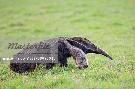 Brazil, Pantanal, Mato Grosso do Sul. The Giant Anteater or ant bear is a large insectivorous mammal with bushy tail, elongated snout and large fore claws.
