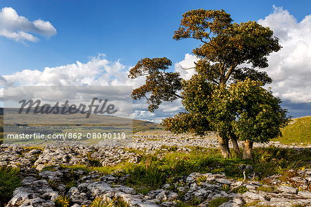Europe, England, North Yorkshire, Southerscales Nature Reserve