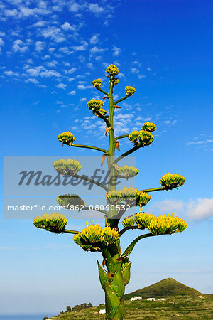 Blooming Agave, Lipari, Aeolian, or Aeolian Islands, Sicily, Italy, Europe