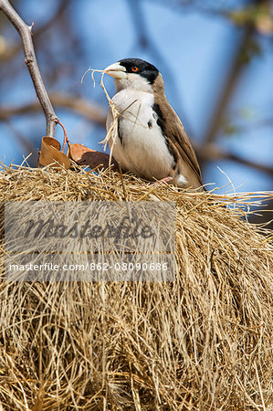 Kenya, Laikipia County, Suiyan. A Black-capped Social-Weaver building its nest.