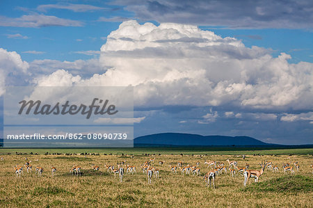 Africa, Kenya, Narok County, Masai Mara National Reserve. A herd of Thomson's gazelle.